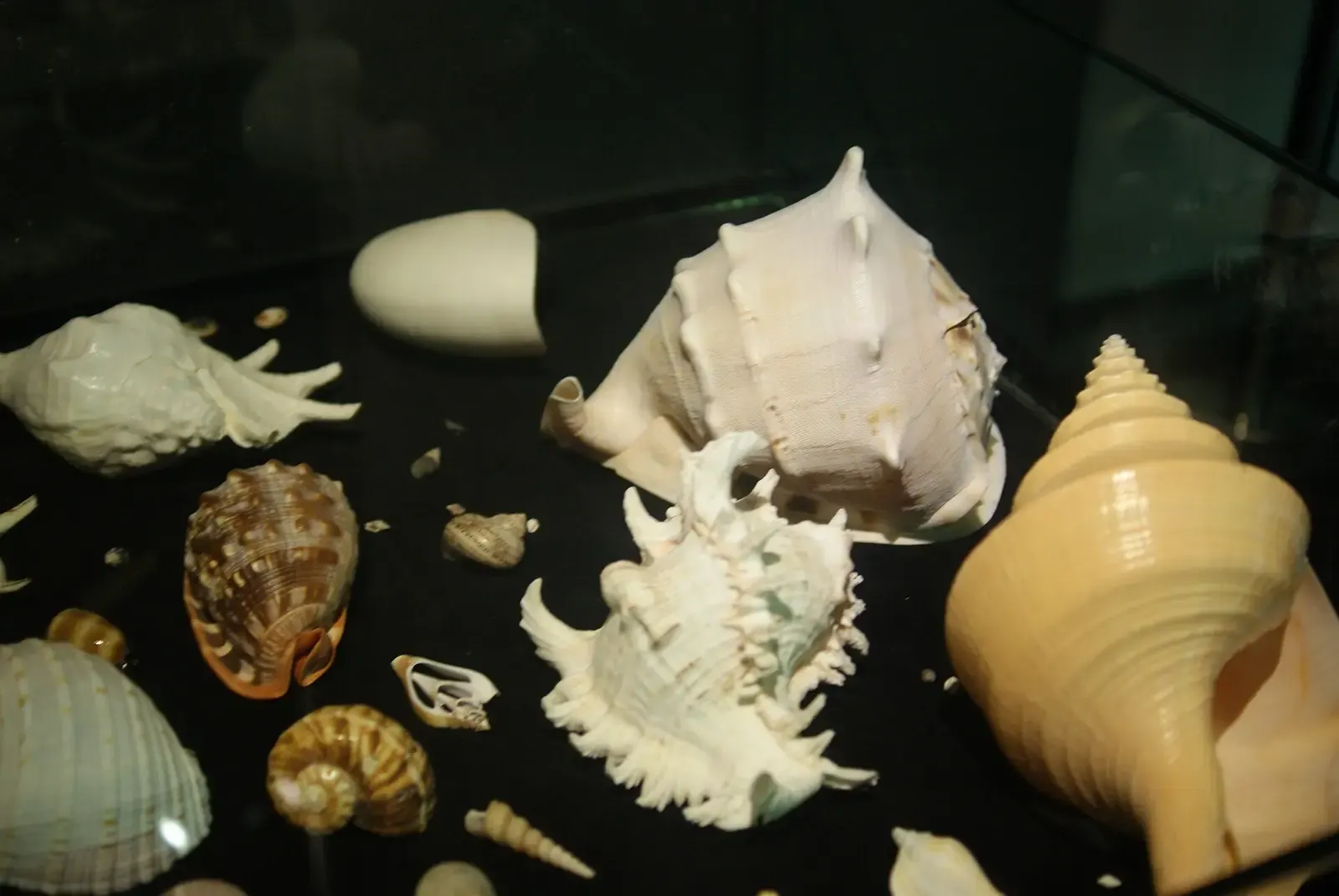 Een vitrine met schelpen in het Antalya Aquarium