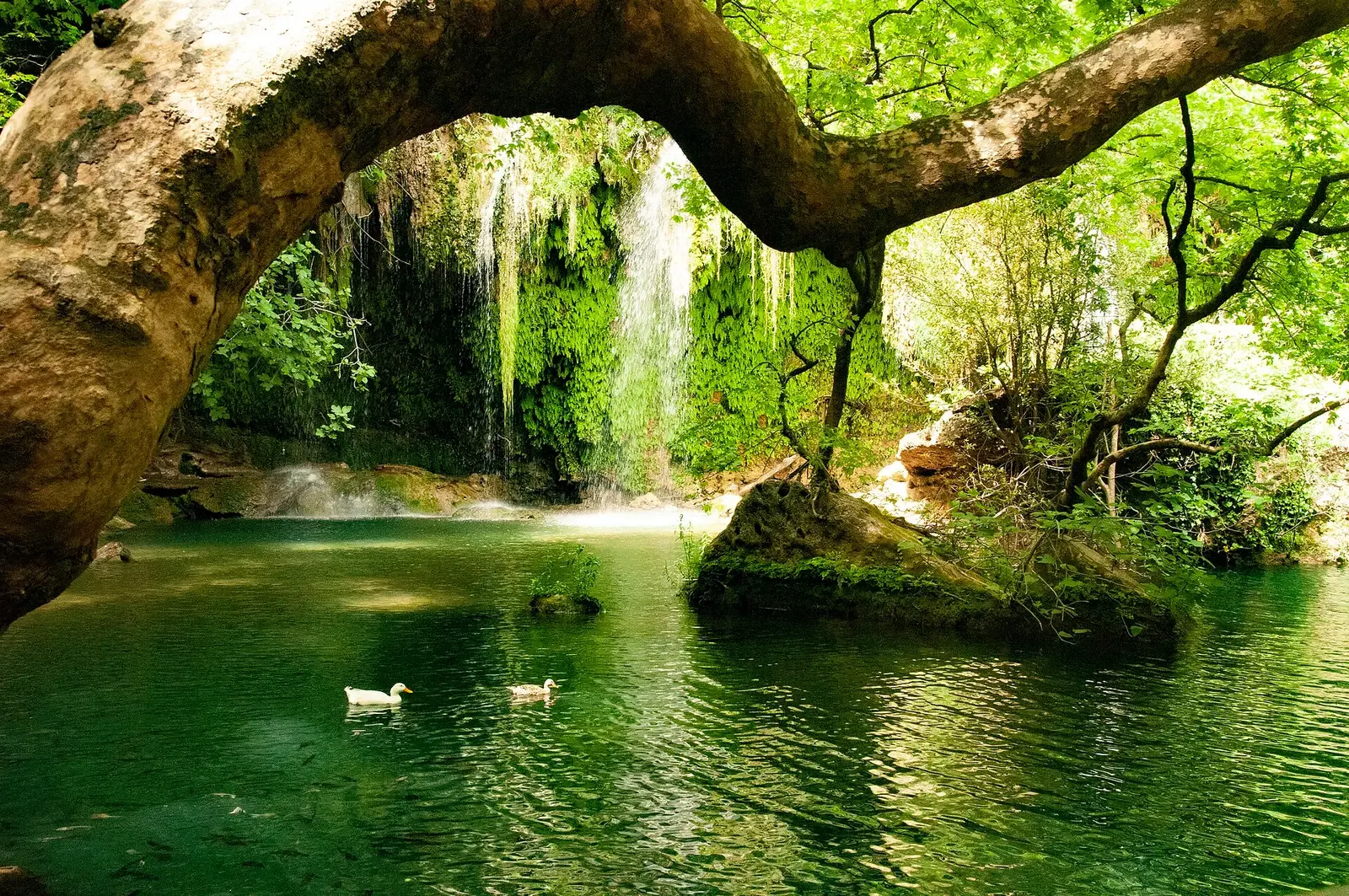 Een oude boom buigt over de groene poel met watervallen in natuurpark Kurşunlu